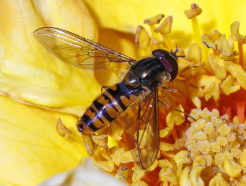 Episyrphus balteatus